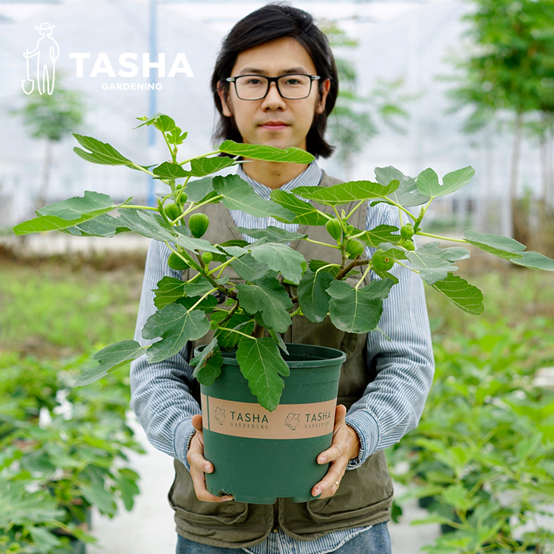 塔莎的花园无花果树果苗盆栽特大波姬红青皮日本紫果阳台室内种植 - 图2