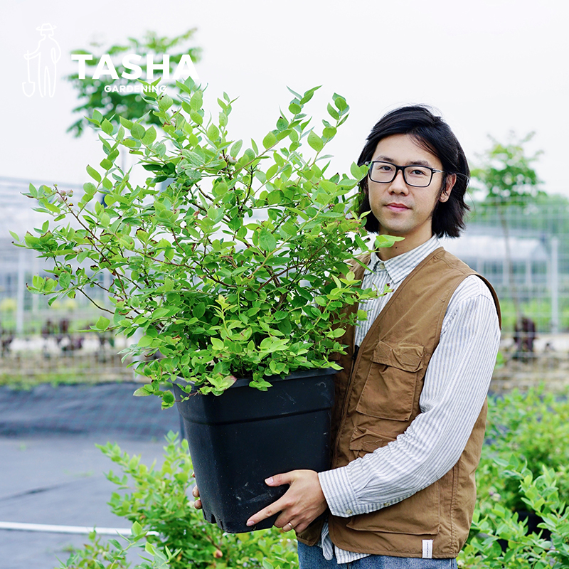 塔莎的花园蓝莓树果苗盆栽室内阳台南北方种植四季奥尼尔绿宝石-图0