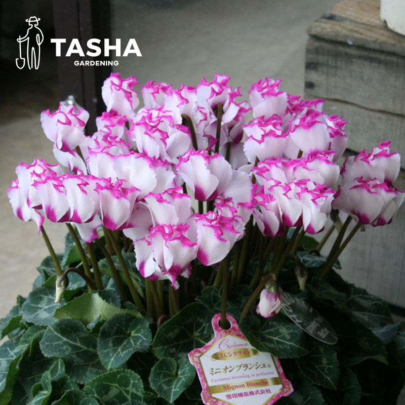 塔莎的花园仙客来盆栽带花室内客厅植物小苗开花迷你年宵花卉大花 - 图1