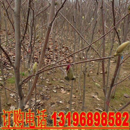 玉兰树苗紫红白黄娇红一号玉兰小苗高档庭院地栽绿化工程花卉苗木 - 图1