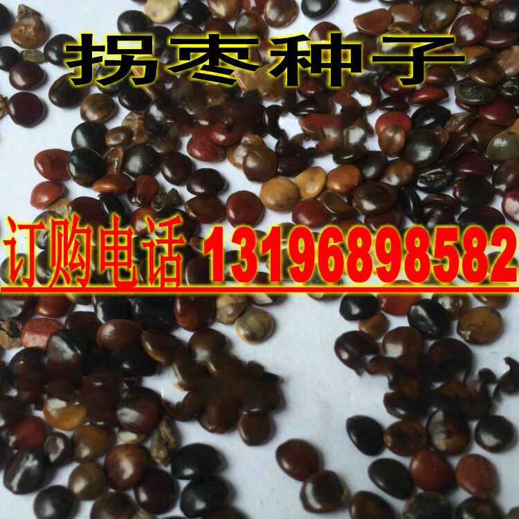 新拐枣种子万寿果种子金钩梨拐枣儿臭杞子鸡爪子包邮_虎窝淘