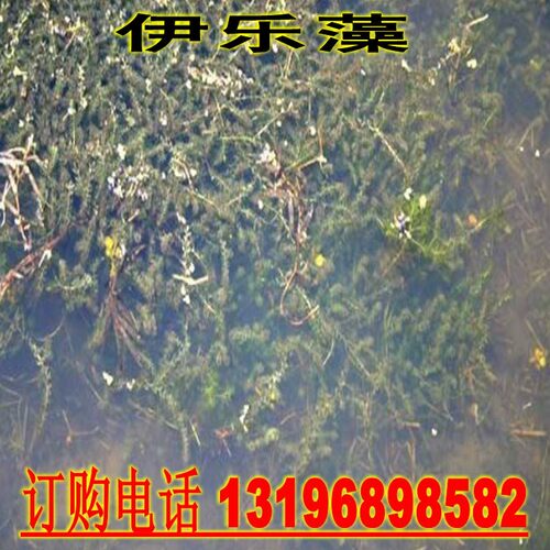 池塘养鱼虾蟹水草种子水花生水葫芦轮叶黑藻伊乐藻苦草菹水草种子 - 图1