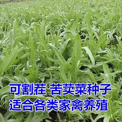 苦荬菜牧草种子南方北方多年生苦麦菜种子猪牛羊鱼鸡鸭鹅 - 图0