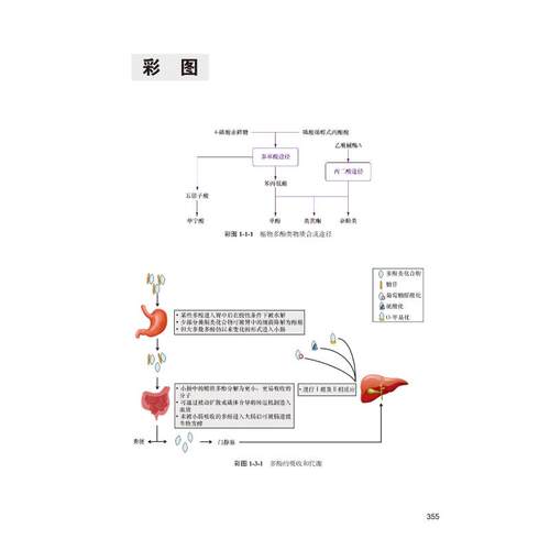 食物植物化学物与人类健康概论 中国营养学会 编著 编 护理学生活 新华书店正版图书籍 北京大学医学出版社 - 图0