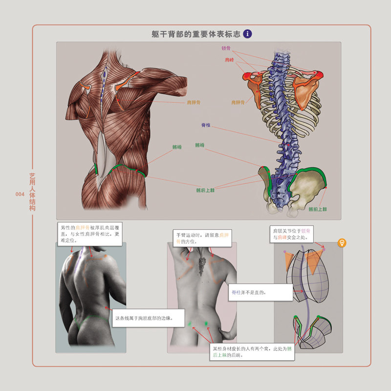 艺用人体结构伯里曼人体美术素描画画静物透视画法初学者入门基础教程教材书结构原理造型手绘技法教学绘画书籍新华书店正版-图0