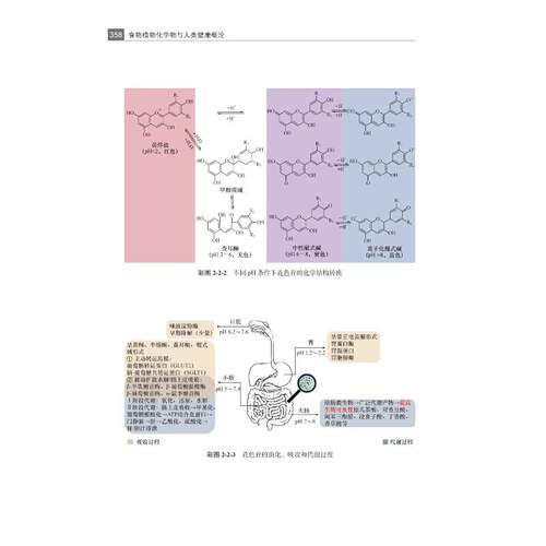 食物植物化学物与人类健康概论 中国营养学会 编著 编 护理学生活 新华书店正版图书籍 北京大学医学出版社 - 图2