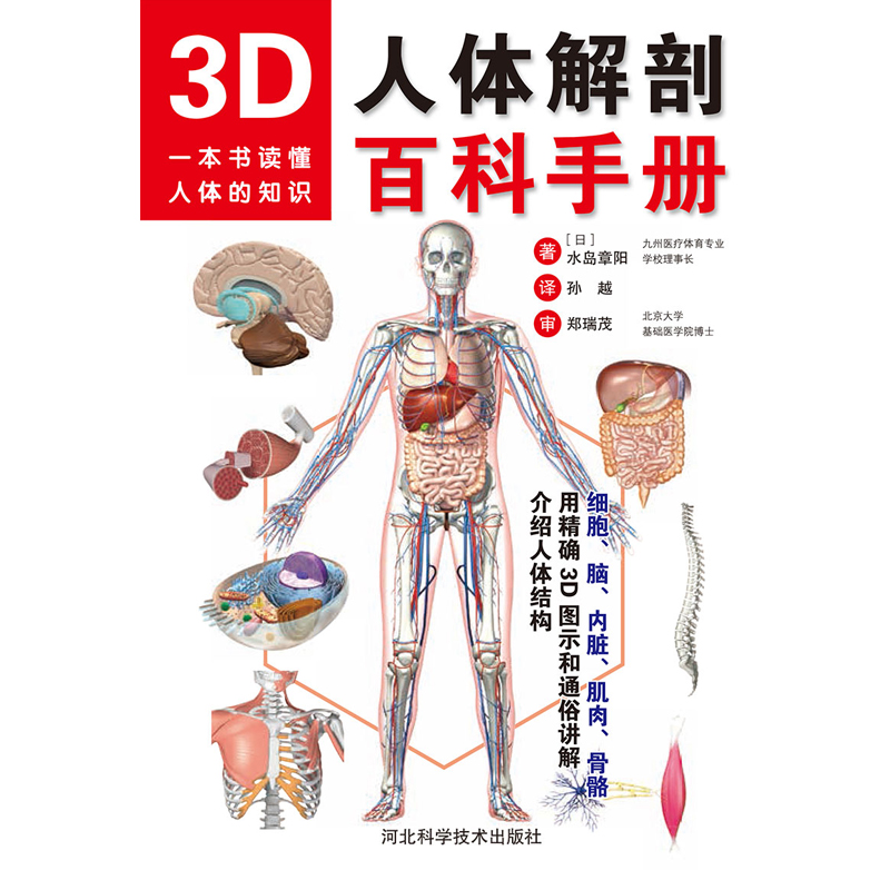 3D人体解剖百科手册 (日)水岛章阳 著;孙越 译 著 外科学生活 新华书店正版图书籍 河北科学技术出版社 - 图1