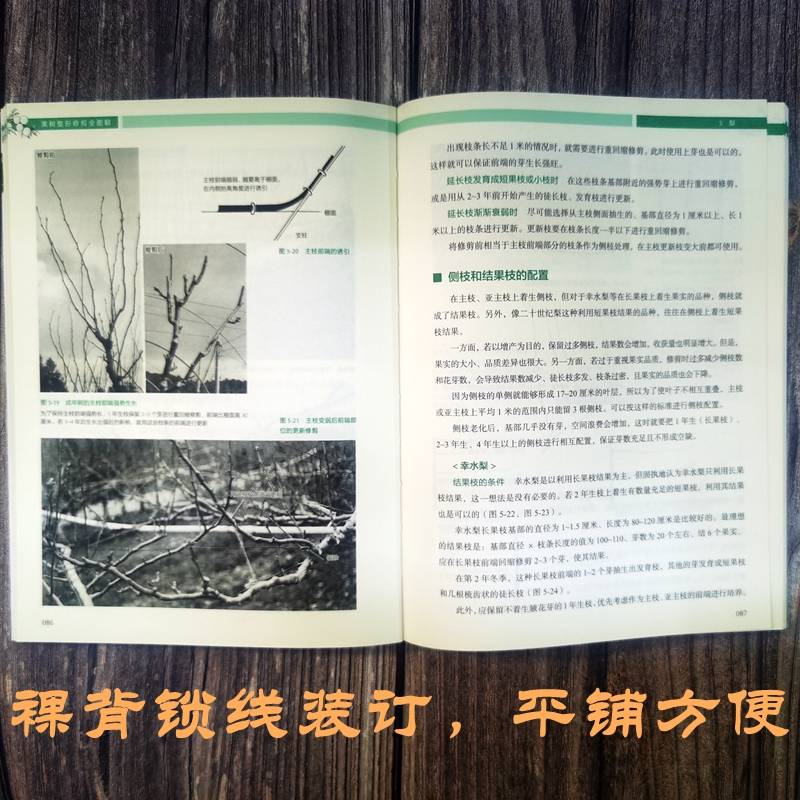 果树整形修剪全图解 日本农山渔村文化协会 编 巫建新,霍恒志 译 园艺专业科技 新华书店正版图书籍 机械工业出版社 - 图1