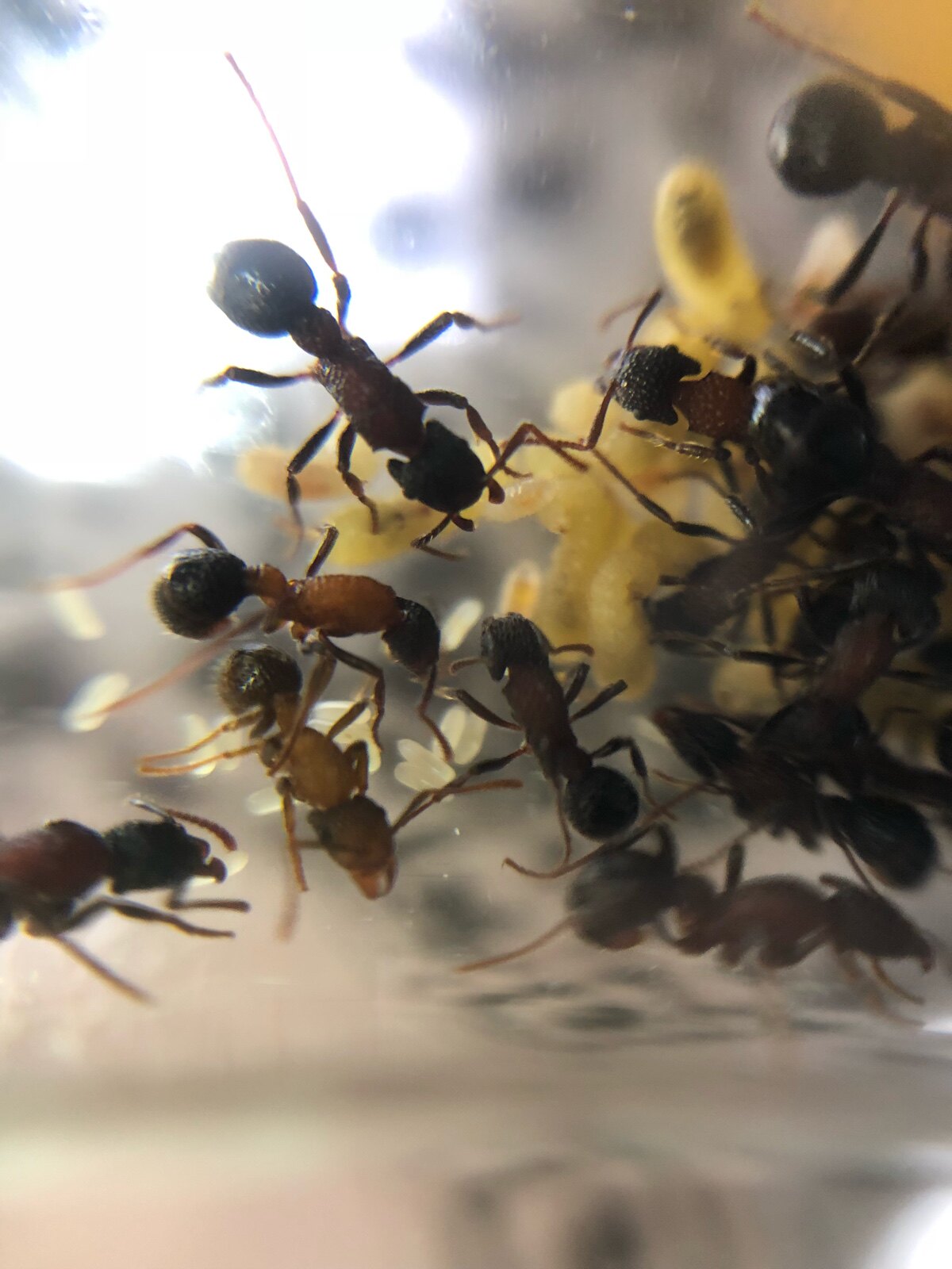 双色曲颊猛蚁 无后繁殖 好养 生猛爱吃肉 吃货猛蚁 宠物蚂蚁