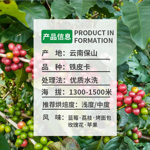 锦庆精选水洗云南小粒咖啡生豆保山铁皮卡蓝山同级绿咖啡圆豆1磅 - 图0