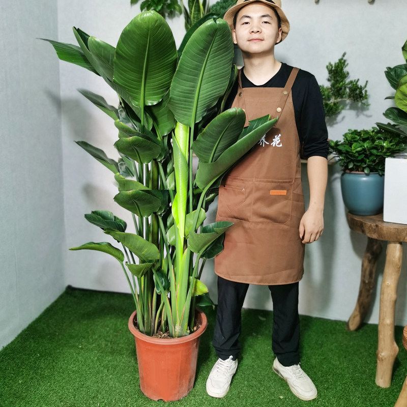 天堂鸟室内盆栽大型客厅绿植花卉大叶植物办公室好养活四季鹤望兰