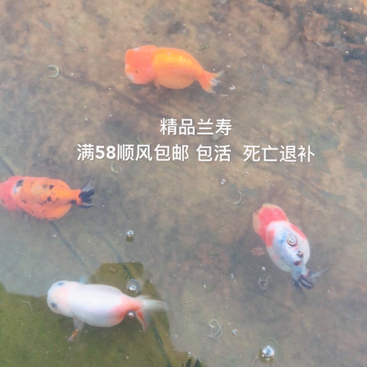 观赏鱼苗鱼饲料 兰寿专用饲料小颗粒上浮下沉金鱼渔场冷水鱼鱼食 - 图2