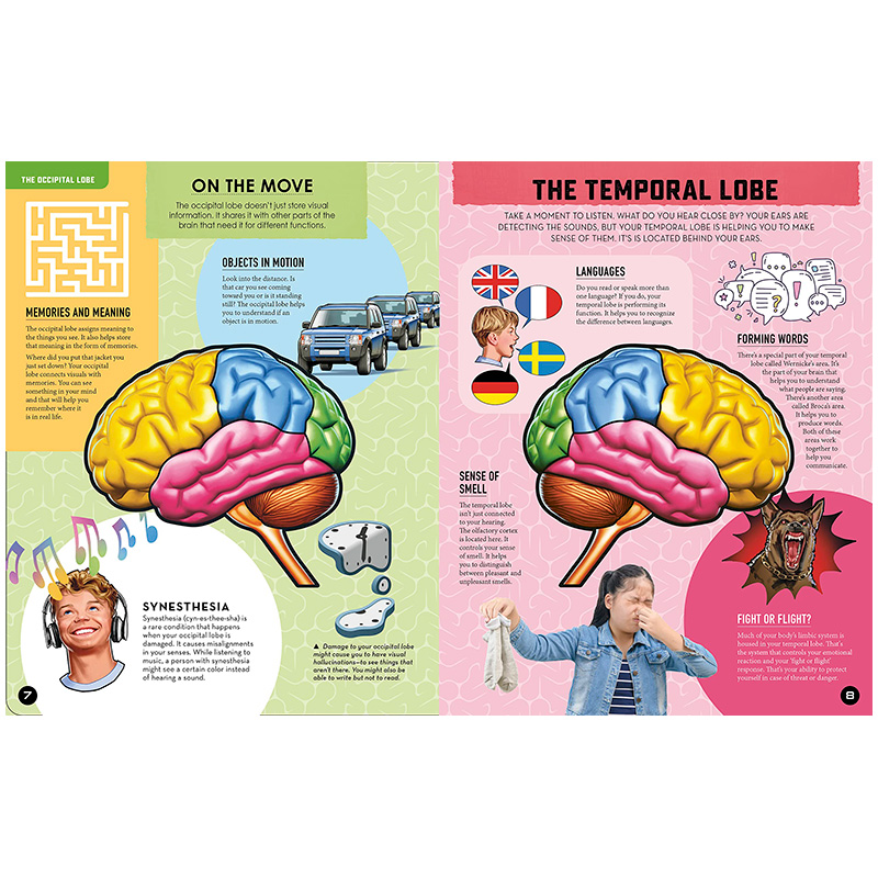 【预售】【里里外外】人体大脑 【Inside Out】Human Brain 原版英文儿童绘本 - 图2