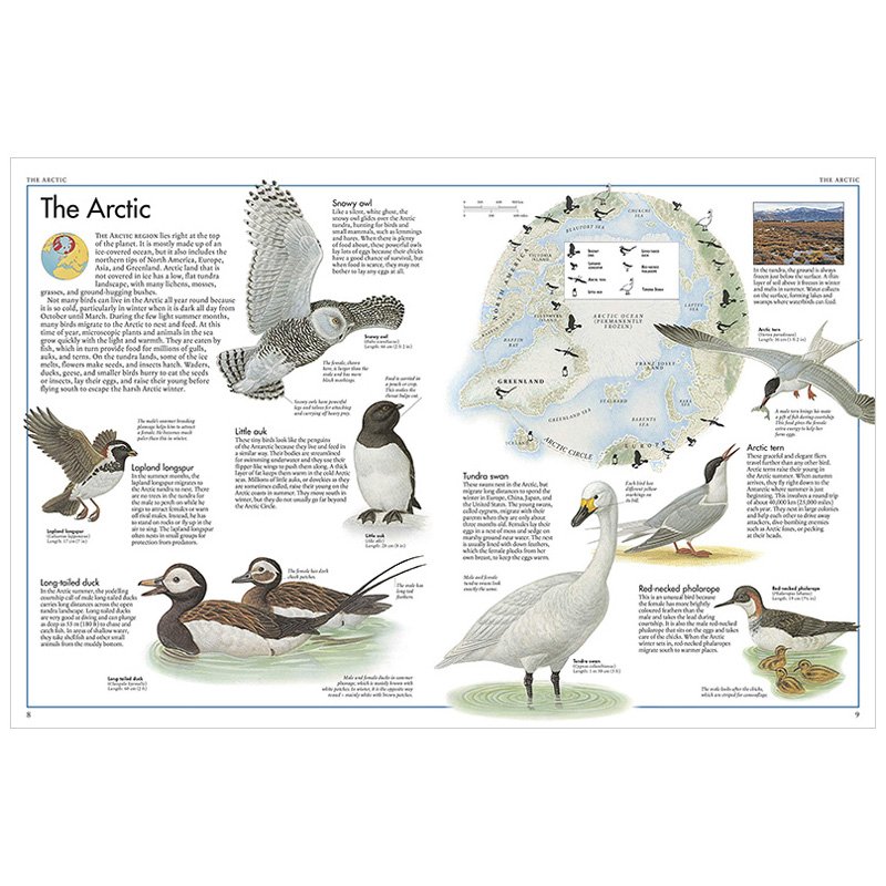 【现货】（售完下架）The Bird Atlas: A Pictorial Guide to the World’s Birdlife，鸟类图集：世界鸟类丰富插图指南（绝版）-图2