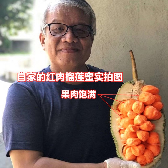 红肉榴莲蜜果苗嫁接长孟尖果树海南珍珠黄肉品种木菠萝蜜常绿结果 - 图1