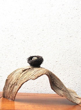 天然鸟窝千年胡杨风化枯木整体随形摆件家居客厅玄关书房自然创意