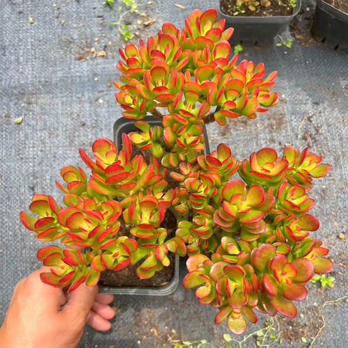 玉树盆栽老桩花卉姬红花月多肉植物室内盆栽肉肉大颗好养红叶玉树 - 图2