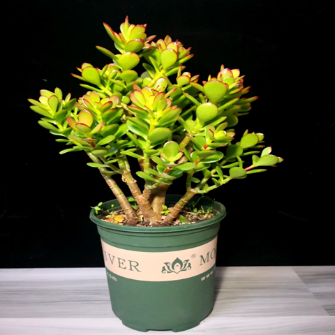 玉树盆栽老桩花卉姬红花月多肉植物室内盆栽肉肉大颗好养红叶玉树 - 图0