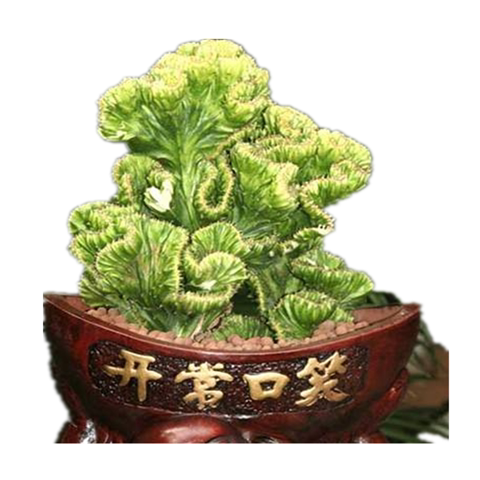 金麒麟 彩春凤黑麒麟锦仙人球龙骨嫁接 多肉植物有室内盆栽花卉 - 图3