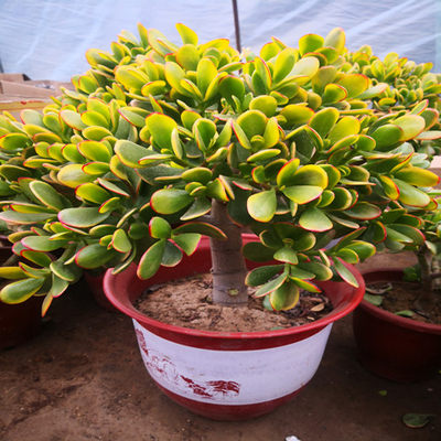 黄金花月盆栽姬花月新花月锦三色花月玉树盆栽多肉植物黄金花月 虎窝淘