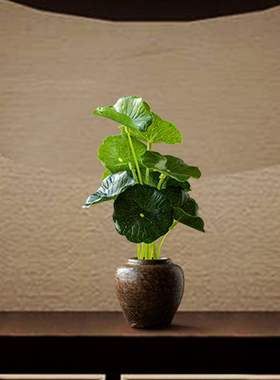 陶瓷小花瓶铜钱草绿萝水培容器花插家居客厅装饰复古创意花器摆件