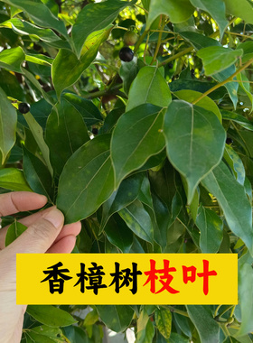 樟树枝香樟树纯枝新鲜枝叶