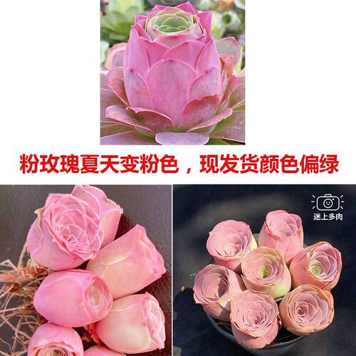 水蜜桃玫瑰多肉植物鸡蛋酒杯粉色山地玫瑰肉肉植物组合盆栽 - 图2