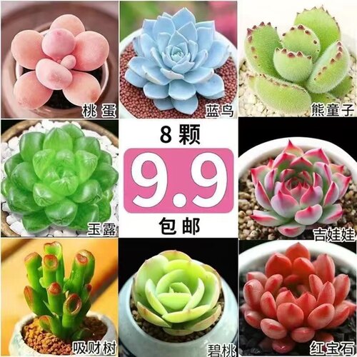 多肉植物阳台新手好养花卉桌面小型绿植桃蛋玉露熊童子组合 - 图0