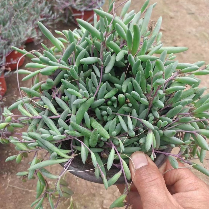 多肉植物佛珠吊兰盆栽紫玄月情人泪室内阳台防辐射除甲醛净化空气-图0