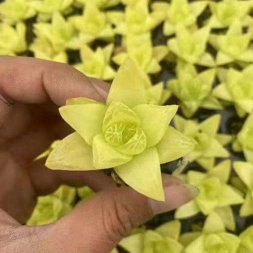 多肉植物十二卷桌面绿植花卉室内盆栽精品 - 图1