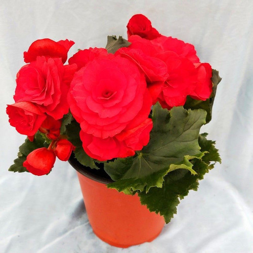 丽格海棠盆栽带花苞开花好养活重瓣玫瑰海棠室内阳台 - 图1