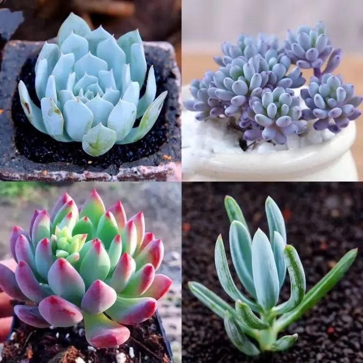 多肉植物精品高端贵货红粉彩色组合套餐下单就包邮办公室盆栽花卉,淘宝优惠券,粉丝福利购,淘宝优惠卷