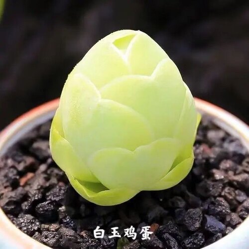 水蜜桃玫瑰多肉植物鸡蛋酒杯粉色山地玫瑰肉肉植物组合盆栽 - 图0
