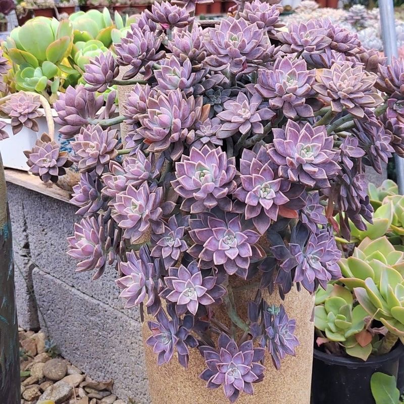 多肉植物阿伦培整桩多头多肉植物花卉绿植精品肉肉清棚特价包邮 - 图3