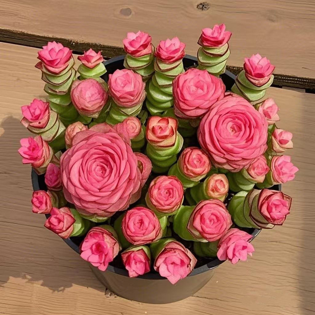 多肉植物组合套餐一整盆新手好养办公室内桌面绿植花卉盆栽,淘宝优惠券,粉丝福利购,淘宝优惠卷