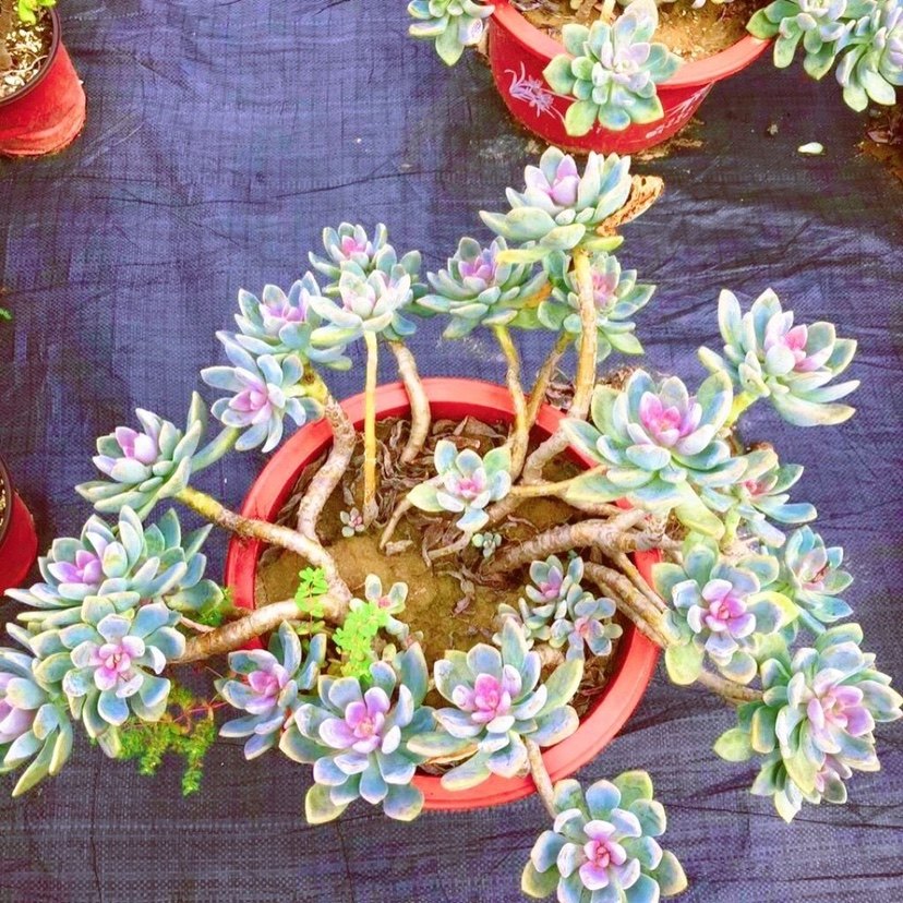 冬美人老桩多肉群生盆栽植物室外阳台好养贵货大颗高颜值花,淘宝优惠券,粉丝福利购,淘宝优惠卷