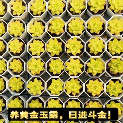 多肉植物十二卷桌面绿植花卉室内盆栽精品 - 图3