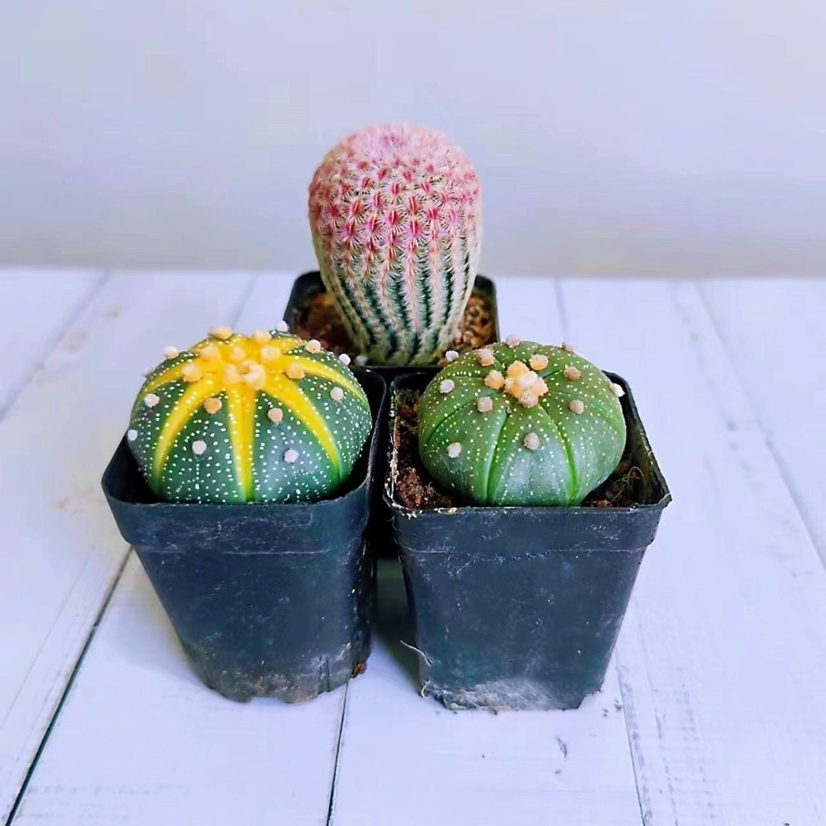 仙人球组合盆栽红太阳西瓜球多棱玉室内新手好养易活,淘宝优惠券,粉丝福利购,淘宝优惠卷