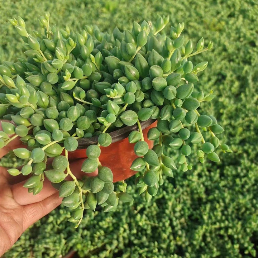 多肉植物佛珠吊兰盆栽紫玄月情人泪室内阳台防辐射除甲醛净化空气-图2