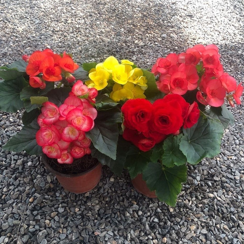 丽格海棠盆栽带花苞开花好养活重瓣玫瑰海棠室内阳台 - 图3