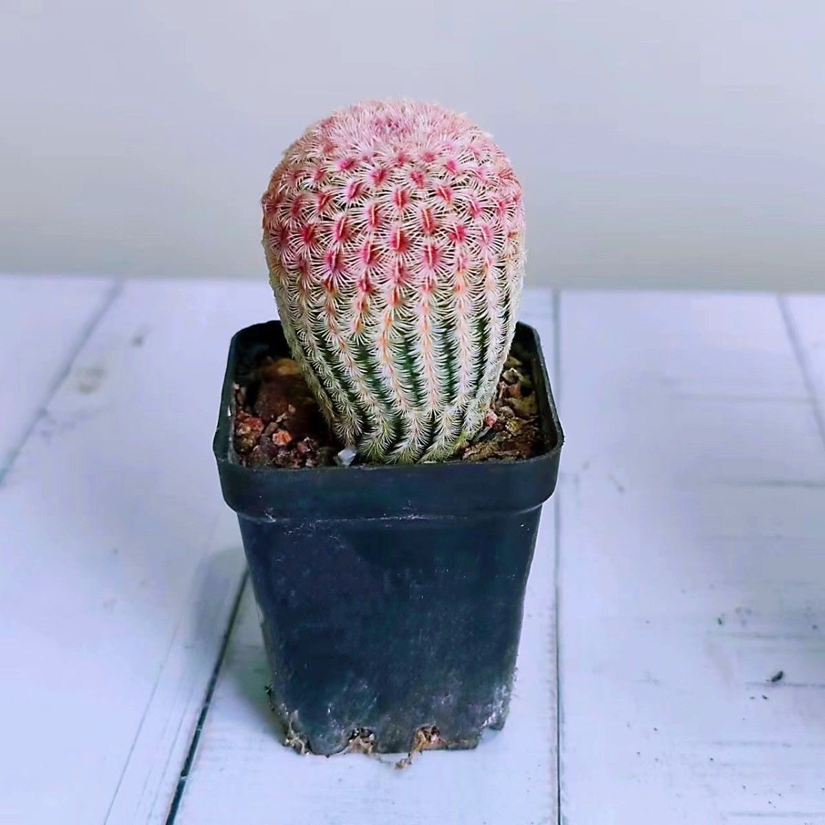 仙人球组合盆栽红太阳西瓜球多棱玉室内新手好养易活,淘宝优惠券,粉丝福利购,淘宝优惠卷