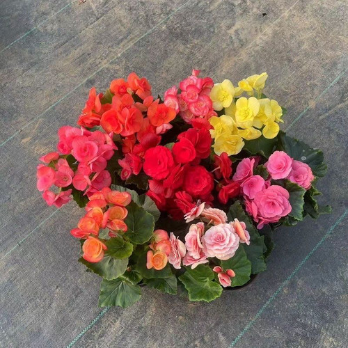 丽格海棠盆栽带花苞开花好养活重瓣玫瑰海棠室内阳台 - 图2