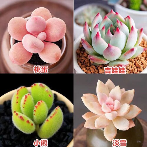多肉植物阳台新手好养花卉桌面小型绿植桃蛋玉露熊童子组合 - 图3