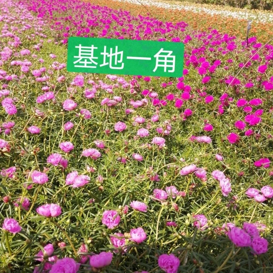 【带根带花苞】重瓣太阳花盆栽花卉好养四季开花室外阳台庭院种植