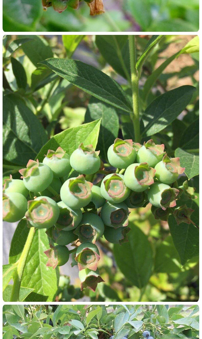 蓝莓大苗南北方可种植室内盆栽庭院阳台地栽耐寒,淘宝优惠券,粉丝福利购,淘宝优惠卷