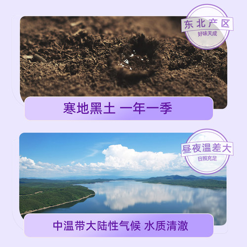 十月稻田东北黑米2斤五谷杂粮真空粗粮搭配大米熬粥煮饭官方旗舰-图3