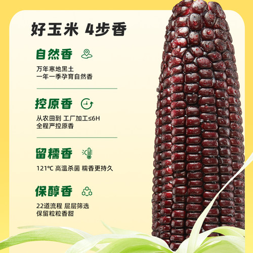 十月稻田东北黑玉米苞谷软糯甘甜大棒花青素清香真空新鲜食品早餐 - 图1