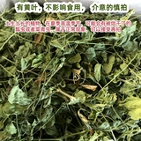 2023 Новый сушильный фиолетовый цветок, трава нежная трава, соус, 苜蓿 苜蓿 苜蓿 20 20 20 20 20 20 龙 龙 龙 20 20