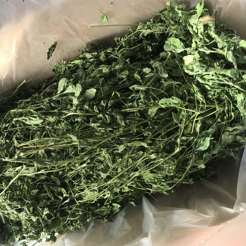 2023 Новый сушильный фиолетовый цветок, трава нежная трава, соус, 苜蓿 苜蓿 苜蓿 20 20 20 20 20 20 龙 龙 龙 20 20