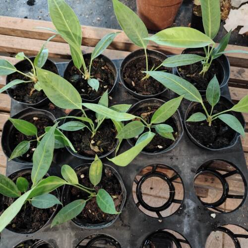 包邮 贝克力领带花烛室内绿植观赏植物办公室盆栽耐阴阳台花卉 - 图3